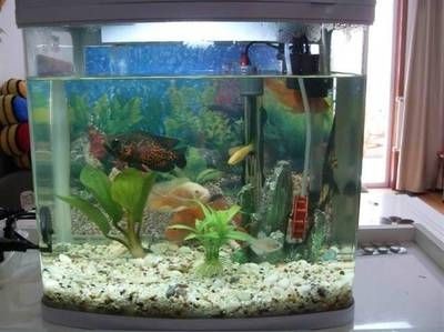 黑魚缸適合養(yǎng)哪些魚？：如何選擇適合黑魚缸的魚類