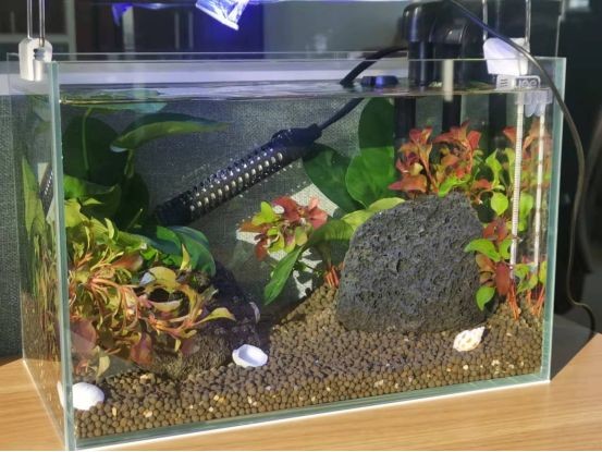 黑魚缸適合養(yǎng)哪些魚？：如何選擇適合黑魚缸的魚類