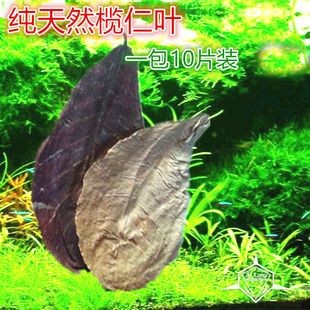 橄欖葉降低魚缸ph值嗎：橄欖葉對特定魚類的影響 橄欖葉降低魚缸ph值嗎：橄欖葉對特定魚類的影響 魚缸百科 第3張