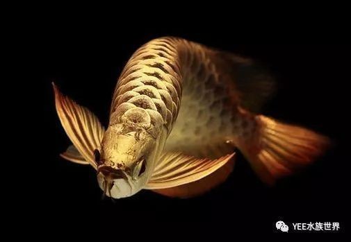 魚缸的水不換會死魚嗎（如何建立魚缸硝化系統(tǒng)）