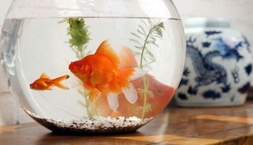 魚缸的水不換會死魚嗎（如何建立魚缸硝化系統(tǒng)）