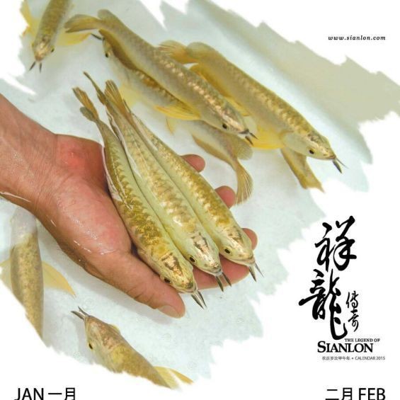 紅皮龍一般什么價位 紅皮龍一般什么價位 龍魚論壇 第4張