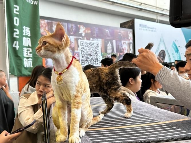 如何獲取寵物博覽會的門票？