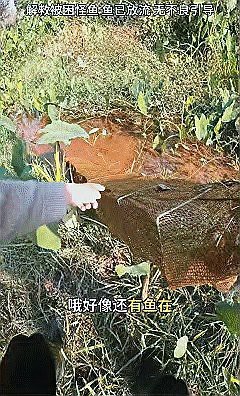 四爪龍魚(yú)價(jià)格多少