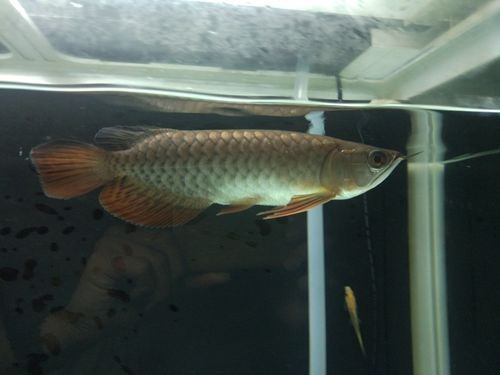紅龍魚馬蹄印