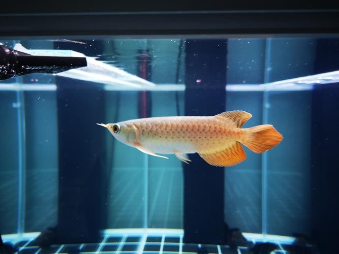 紅龍魚馬蹄印