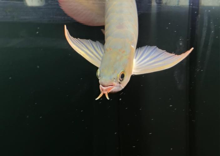 紅龍魚馬蹄印