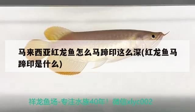 紅龍魚馬蹄印