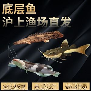 虎斑恐龍魚價格多少一條啊（虎斑恐龍魚多少錢一條）
