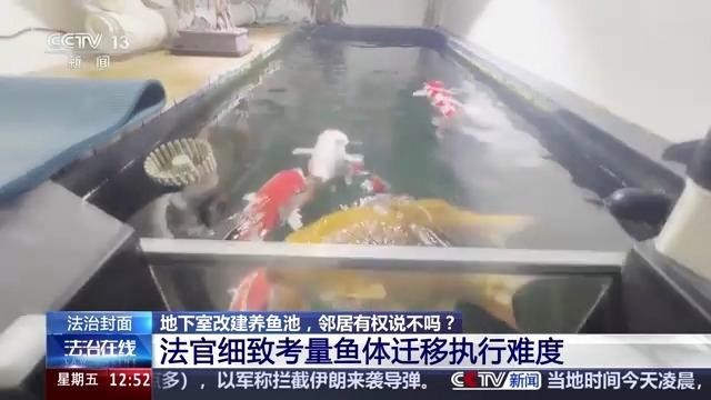 錦鯉和龍魚哪個更適合新手