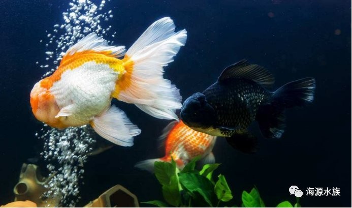 錦鯉和龍魚哪個更適合新手