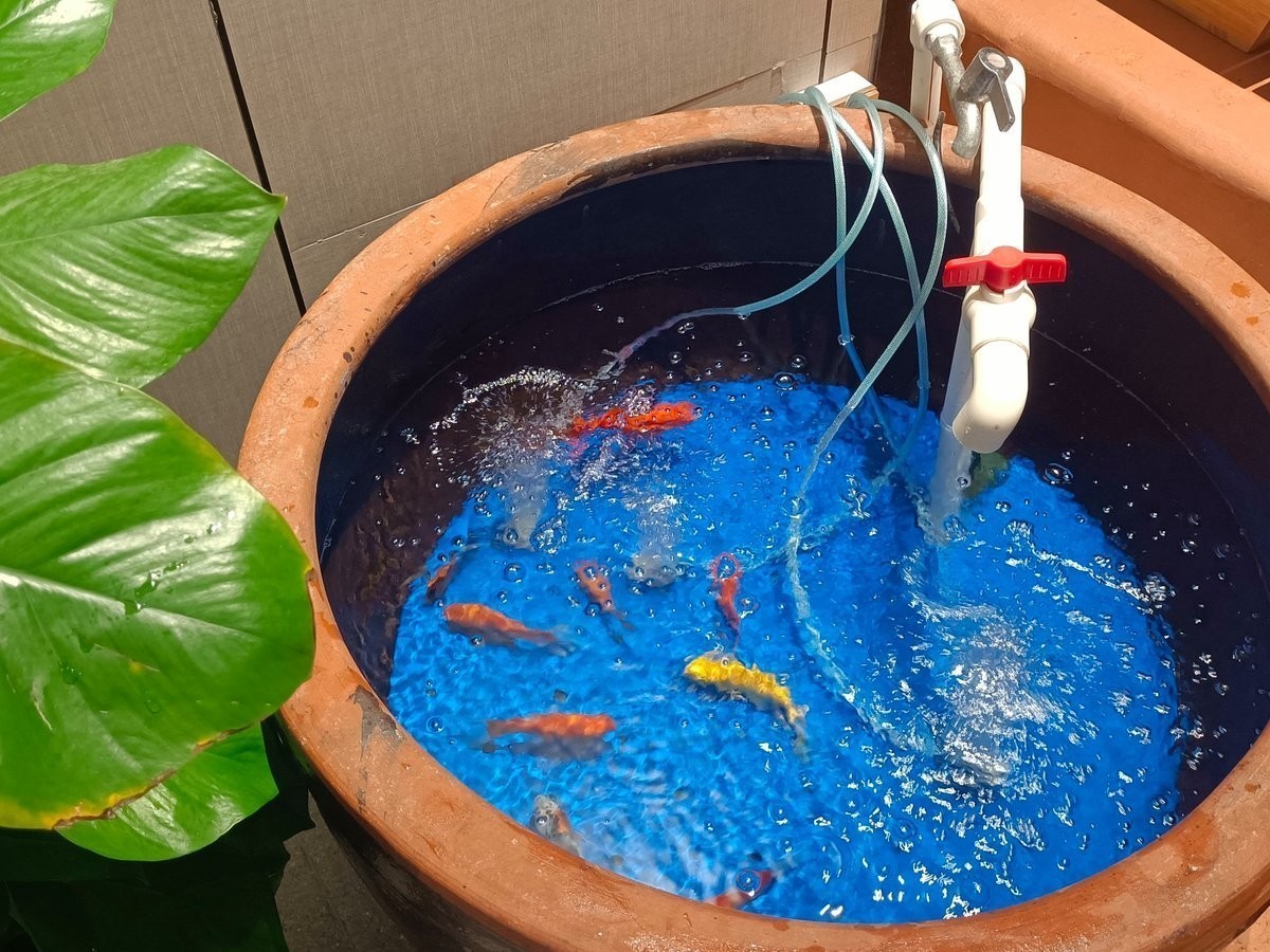 錦鯉和龍魚哪個更適合新手