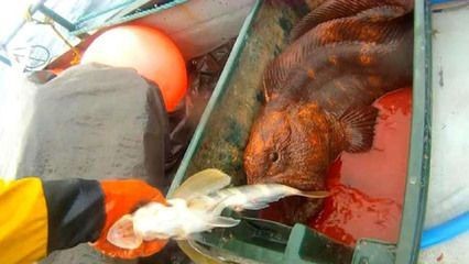 龍魚(yú)吃凍干蝦不好嗎怎么辦：喂食龍魚(yú)凍干蝦是一個(gè)糟糕的選擇