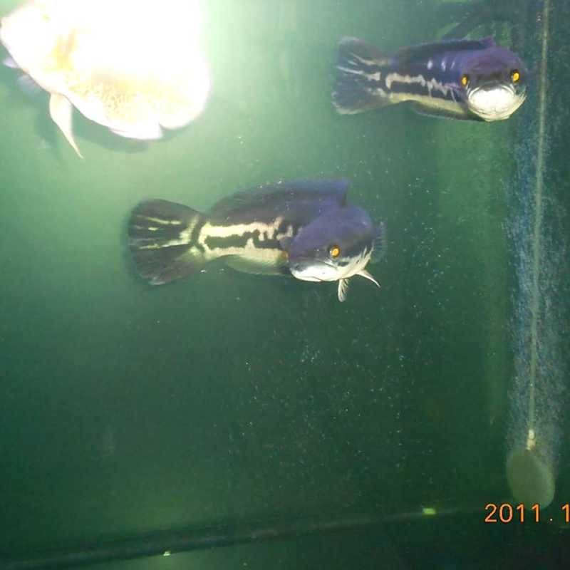哥倫比亞巨暴魚vs鉛筆魚