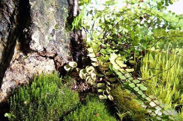 適合在魚缸里養(yǎng)的樹木有哪些：適合在魚缸里養(yǎng)植的樹木