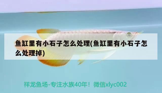 魚缸里有小石子怎么處理(魚缸里有小石子怎么處理掉)