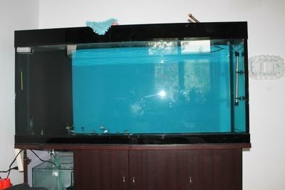 改造底濾魚缸需要多少錢？：改造底濾魚缸的費(fèi)用