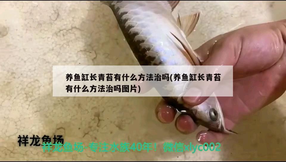 幫我看一下銀龍魚的照片英文怎么說(金龍魚的英文怎么讀)