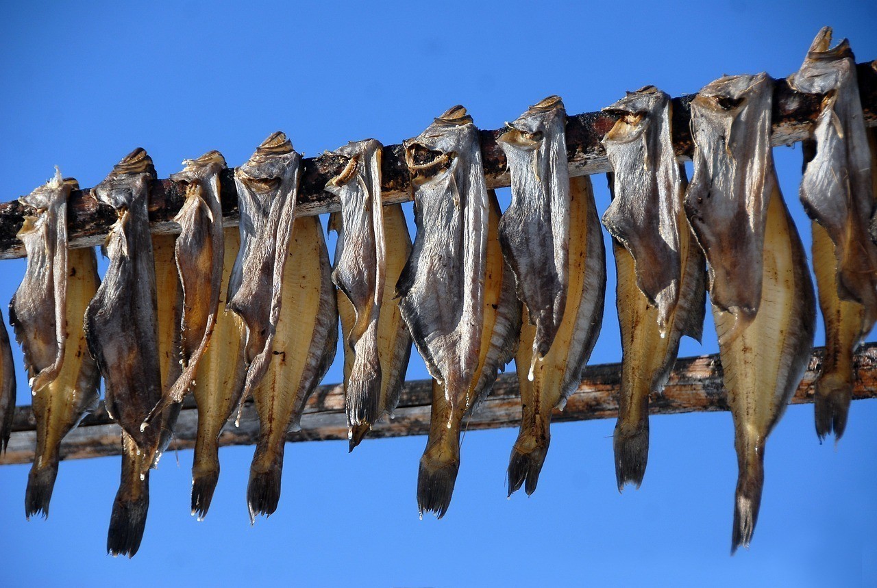 豹點(diǎn)銀板魚被銀龍魚吃了（噴點(diǎn)銀板魚吃小魚嗎）