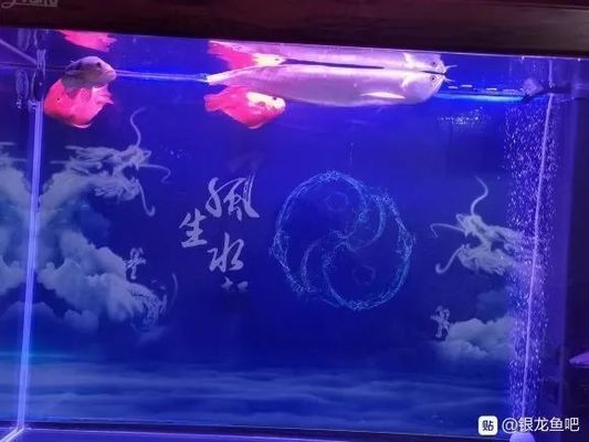 好看的銀龍魚(yú)：水中的寶石——銀龍魚(yú)