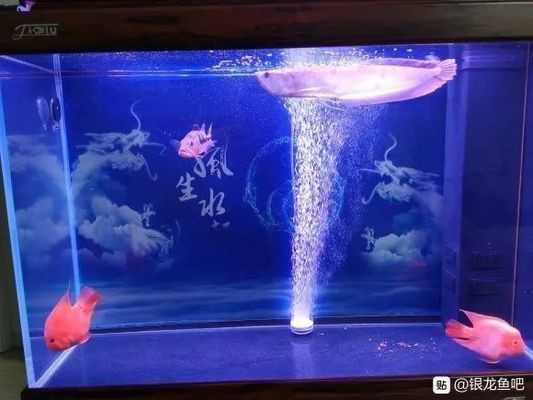 好看的銀龍魚(yú)：水中的寶石——銀龍魚(yú)