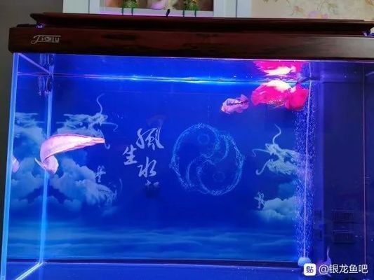 好看的銀龍魚(yú)：水中的寶石——銀龍魚(yú)