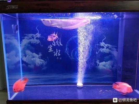 好看的銀龍魚(yú)：水中的寶石——銀龍魚(yú)