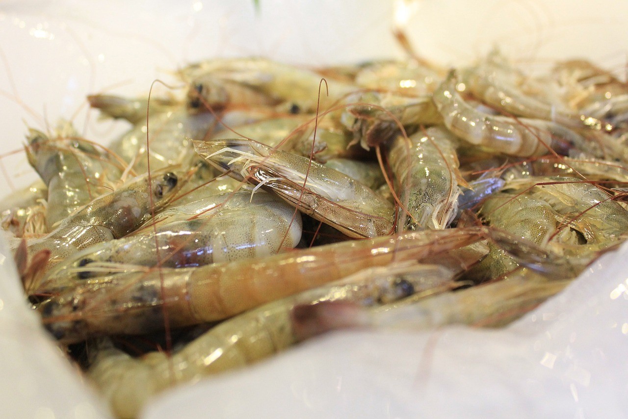 白銀龍魚吃什么長的快（金龍魚吃什么長的快） 白銀龍魚吃什么長的快（金龍魚吃什么長的快） 銀龍魚百科 第1張