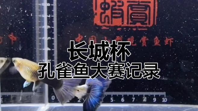 長城杯觀賞魚比賽獲獎名單 長城杯觀賞魚比賽獲獎名單 2025長城杯龍魚大賽 第8張