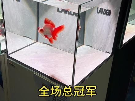 長城杯觀賞魚比賽獲獎名單 長城杯觀賞魚比賽獲獎名單 2025長城杯龍魚大賽 第5張