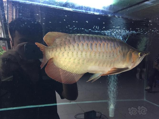 福龍龍魚圖片高清大圖欣賞