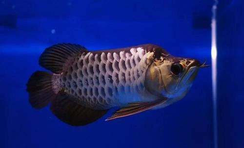 福龍龍魚圖片高清大圖欣賞