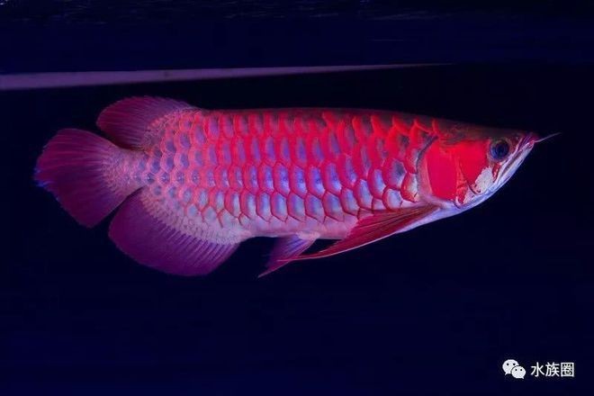 福龍龍魚圖片高清大圖欣賞