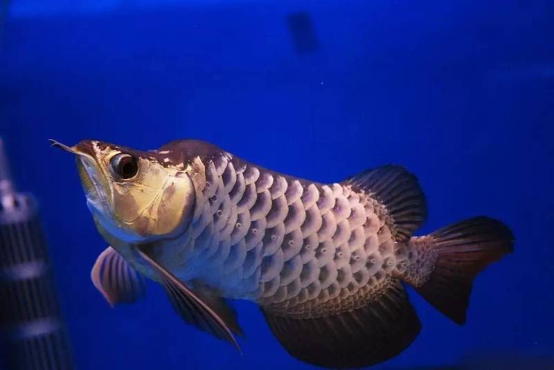 福龍龍魚圖片高清大圖欣賞