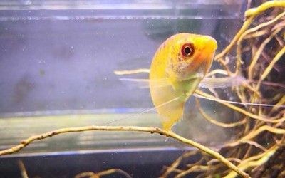 藍龍黃龍魚：藍龍魚和黃龍魚有什么區別？