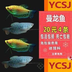 小龍魚作文：小龍魚作文：小龍魚的外形和生活習性