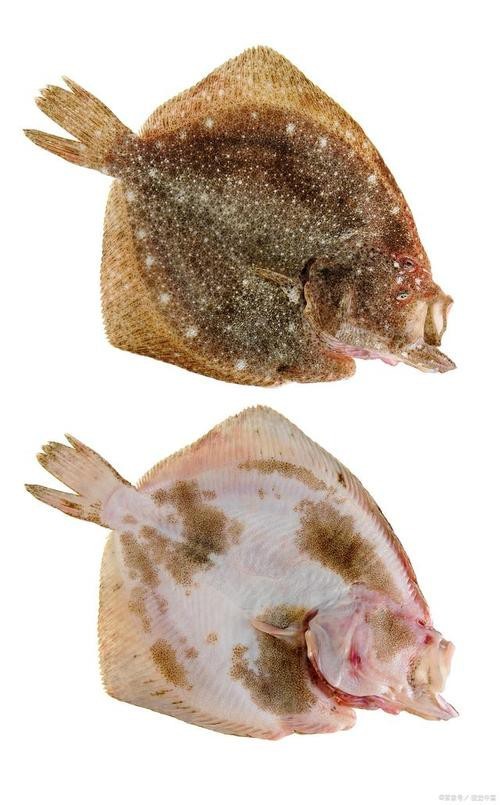 多寶魚長啥樣圖片