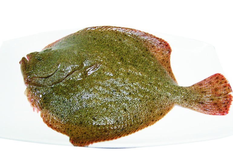 多寶魚長啥樣圖片