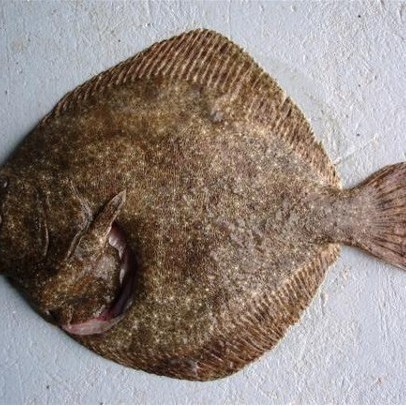 多寶魚長啥樣圖片