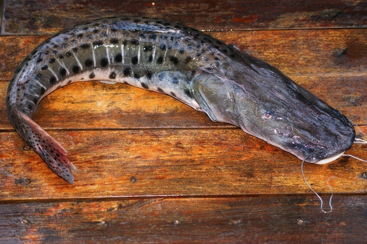 南美異型魚迷宮