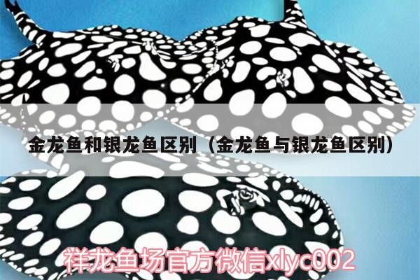 金龍魚和銀龍魚區(qū)別（金龍魚與銀龍魚區(qū)別）