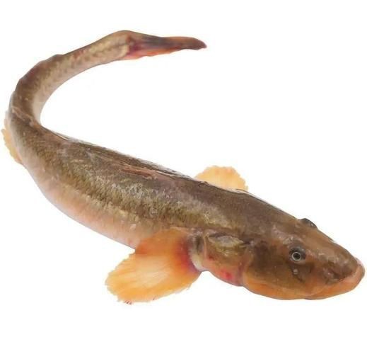 逛魚圖片大全 龍魚論壇 第1張 逛魚圖片大全 逛魚圖片大全 龍魚論壇 第1張