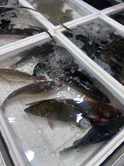 逛魚圖片大全 龍魚論壇 第4張 逛魚圖片大全 逛魚圖片大全 龍魚論壇 第4張