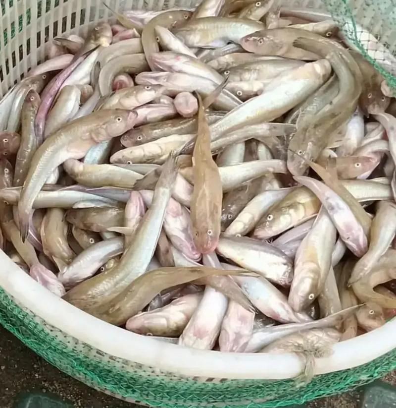 逛魚圖片大全 龍魚論壇 第6張 逛魚圖片大全 逛魚圖片大全 龍魚論壇 第6張