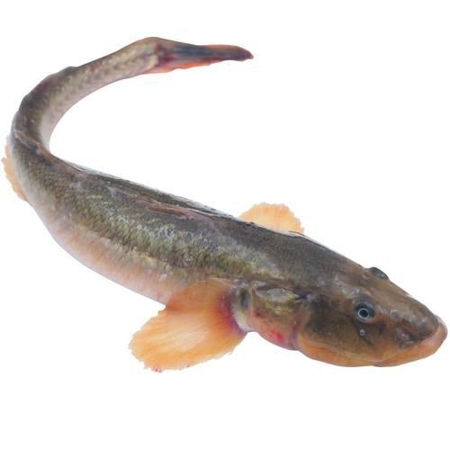 逛魚圖片大全 龍魚論壇 第13張 逛魚圖片大全 逛魚圖片大全 龍魚論壇 第13張