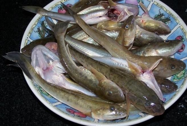 逛魚圖片大全 龍魚論壇 第11張 逛魚圖片大全 逛魚圖片大全 龍魚論壇 第11張
