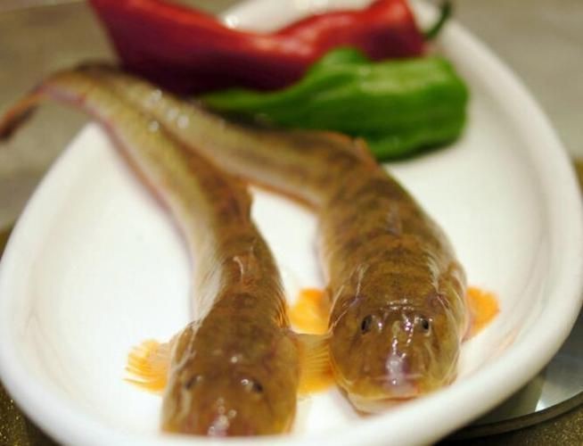 逛魚圖片大全 龍魚論壇 第19張 逛魚圖片大全 逛魚圖片大全 龍魚論壇 第19張