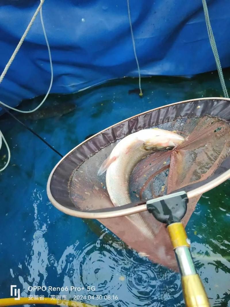 逛魚圖片大全 龍魚論壇 第15張 逛魚圖片大全 逛魚圖片大全 龍魚論壇 第15張