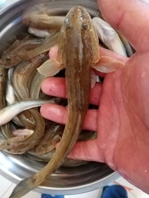 逛魚圖片大全 龍魚論壇 第14張 逛魚圖片大全 逛魚圖片大全 龍魚論壇 第14張