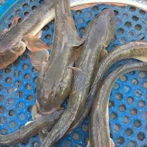 逛魚圖片大全 龍魚論壇 第17張 逛魚圖片大全 逛魚圖片大全 龍魚論壇 第17張